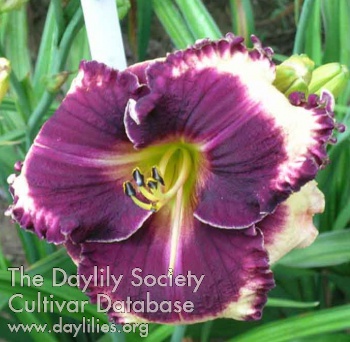 Daylily Works for Me